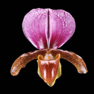 Species: Paph. charlesworthii x sib