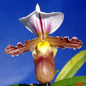 Paph. tranlienianum x sib