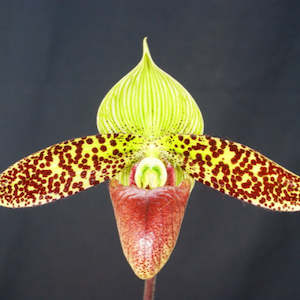 Paph. sukhakulii x sukhakulii 'Bear 10'