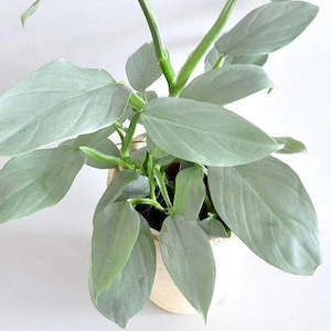 Hhouseplants: Philodendron hastatum (Silver Sword)