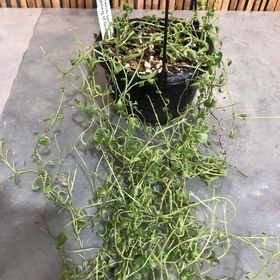 Senecio Peregrinus (String of Dolphins)