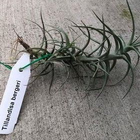 Tillandsia bergeri (Airplant)
