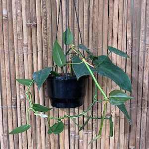 Philodendron hederaceum (Heart Leaf)