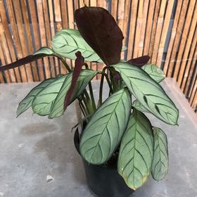 Hhouseplants: Ctenanthe amagris (Never Never Plant)