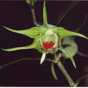 Den. tobaense var. giganteum (FLASK)