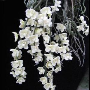 Orchid Flasks: Chiloschista viridiflava var. alba (FLASK)