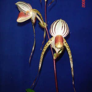 Paph. Lady Isabel x anitum (FLASK)
