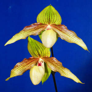 Orchid Flasks: Paph. Harold Koopowitz x anitum 'Bear' GM/TPS (FLASK)
