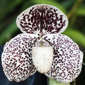 Orchid Flasks: Paph. Champagne Fight x malipoense (FLASK)