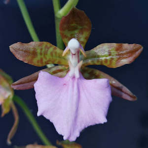 Orchid Flasks: Rst. bictoniense 'Thames Beauty' x Oot. Summit 4N