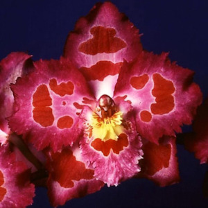 Onc. Kiwi Ditsy x Kiwi Paisley (FLASK)