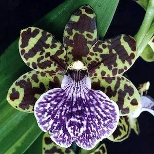 (Z. Gary Baker x Zga. Maverick) x Zba. Kiwi Jade (FLASK)