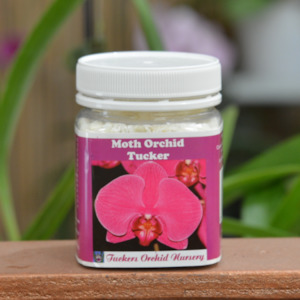 Moth Orchid Tucker