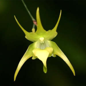 Ross The Bosss Picks: Aeranthes grandiflora