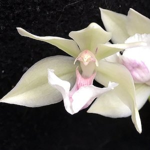 Ross The Bosss Picks: Zns. Cynosure 'Dove of Peace' (variegated)