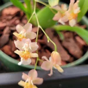 Onc. Twinkle 'Fantasy'