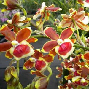 Onc. Jimbo 'Swarm' (syn. Burrageara)