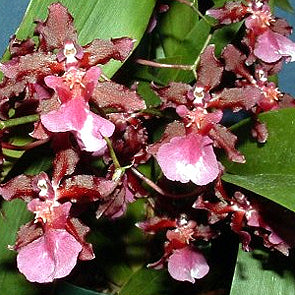 Onc. Sharry Baby 'Red Fantasy'