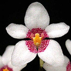 Sarcochilus: Sarco. Leanne (= Fitzhart x Sharon)