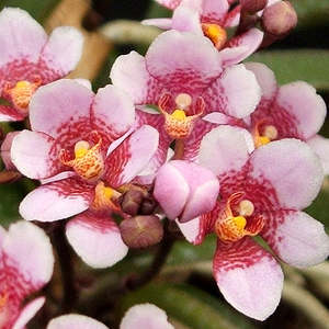 Sarco. Kiwi Ice (= Ice Magic x hartmannii)