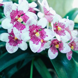 Sarcochilus: Sarco. Sonata (= Dove x Tin Yin Lara)