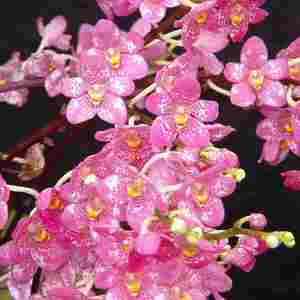 Sarcochilus: Sarco. Cherie x Bonanza