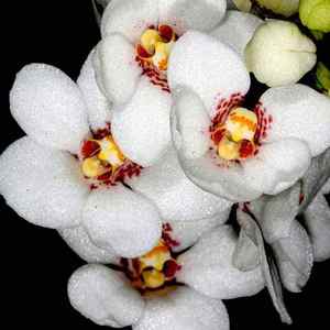 Sarcochilus: Sarco. Rachael (= Heidi x hartmannii)