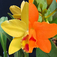 C. Lucky Chance x Rth. Hsinying Topaz 'Orange' (FLASK)