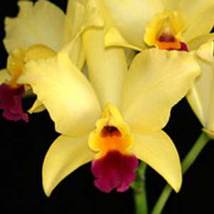 Cattleyas: C. Ruth's Magic x Ctt. Trick or Treat 4n