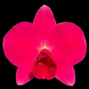 Cattleyas: C. Orpetii 'Kathleen III' 4n x self