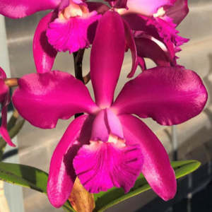 C. Lucy Chua "Hot Hot' x Lucy Chua 'Pink'