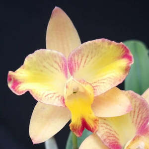Cattleyas: C. Angel Star x self