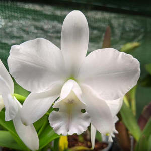 C. White Bridal 'Yuki' x walkeriana 'alba'