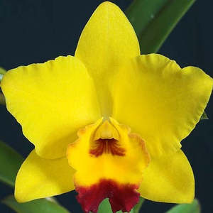 C. Lucky Chance x sib