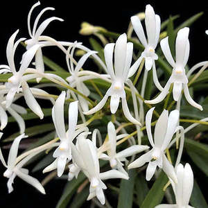V. (Neof.) falcata (Amani) 'White Snow' x self