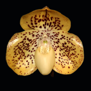 Paph. Dollgoldi