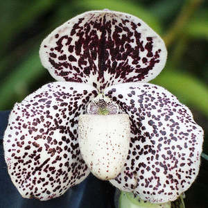 Paph. Champagne Fight x malipoense