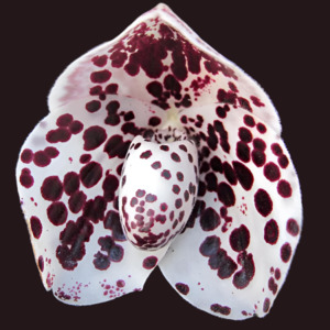 Paph. [(Benkei x leucochilum) x bellatulum] x hangianum