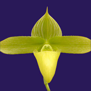 Paph. sukhakulii fma. aureum
