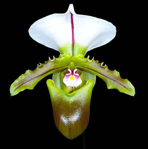 Paph. spicerianum 'Hua Tan' x sib