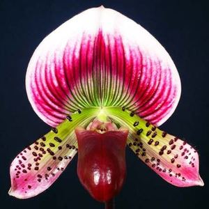 Paph. Hung Sheng Bay (Shin-Yi Heart x Hsinying Web)