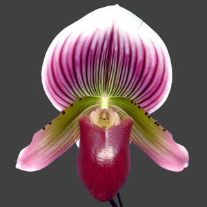 Paph. Shin-Yi Apple x Hung Sheng Bay