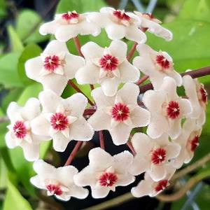 Hoya carnosa (White)