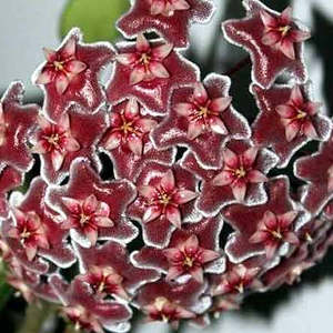 Hoyas: Hoya pubicalyx (Splash)