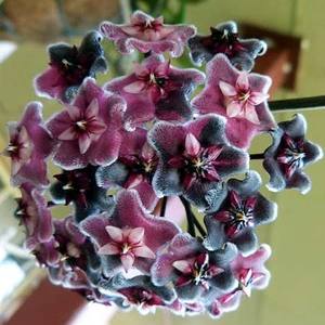 Hoya pubicalyx 'Royal Hawaiian Purple'