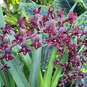 Cym. Little Black Sambo 'Black Magic' AM/AOS (FLASK)