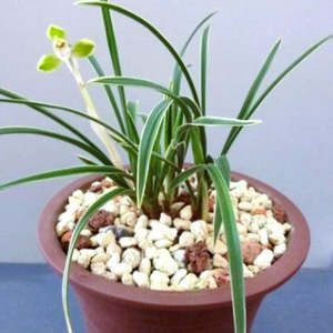Cymbidiums: Cymbidium goeringii 'Di Guan' (variegated) (FLASK)