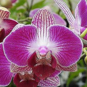 Phal. Dragon Tree Paradise BJM2