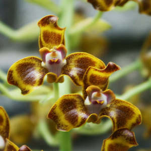 Species: Grammangis ellisii (FLASK)