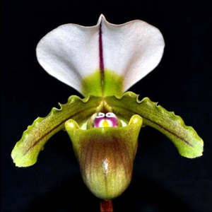 Species: Paph. spicerianum 'leave small'